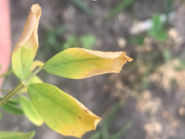 Alfalfa deficiencia de Boro
