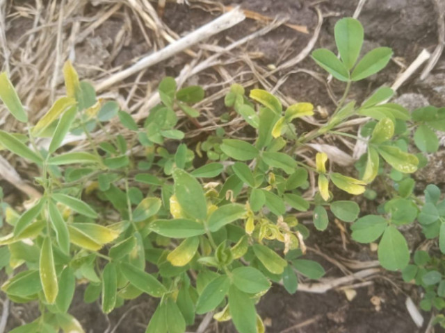 Alfalfa deficiencia de Potasio