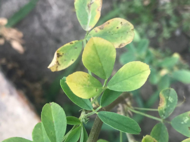 Alfalfa deficiencia de Potasio