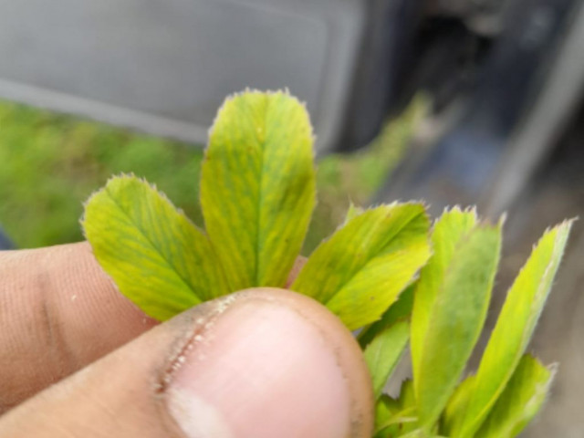 Alfalfa deficiencia de Hierro