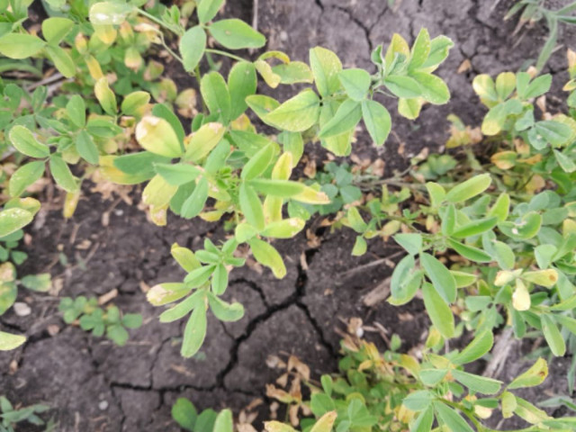 Alfalfa deficiencia de Potasio