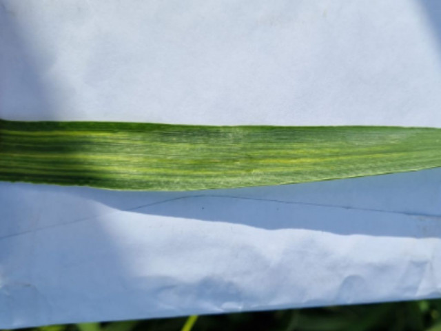 Festuca deficiencia de Zinc