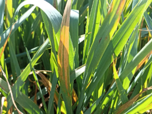 Festuca deficiencia potasio