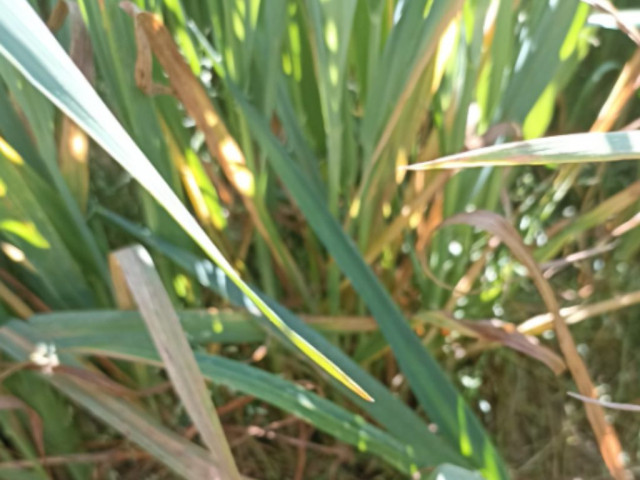 Festuca deficiencia potasio