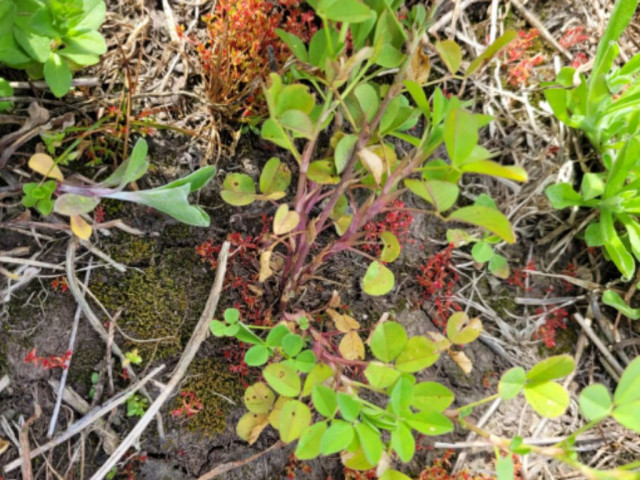 Alfalfa deficiencia de Boro