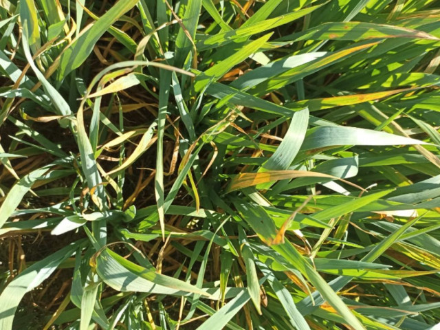 Festuca deficiencia potasio