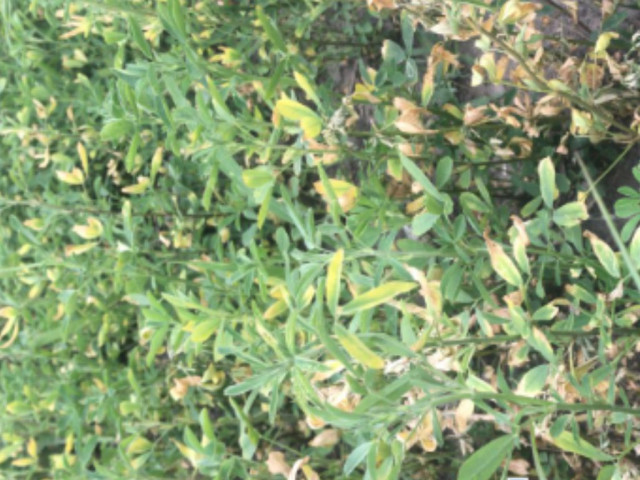 Alfalfa deficiencia de Potasio